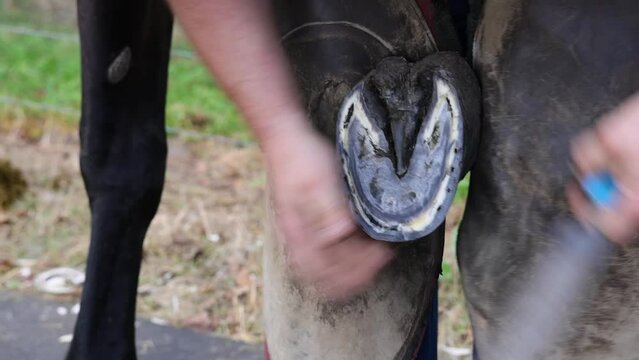 Farrier working to fit a horse with shoes, one of three videos