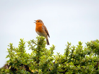English Robin Singing in the Autumn Sunshine