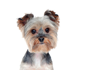 Head closeup portrait of a yorkshire terrier
