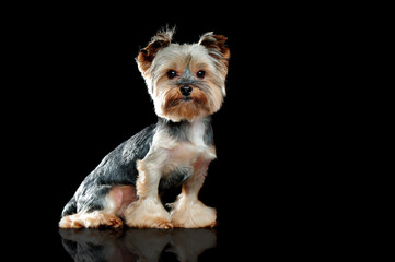 Portrait of a sitting yorkie dog in a black studio