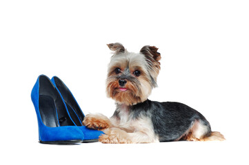 Pretty yorkie puppy laying next to blue high heels shoes