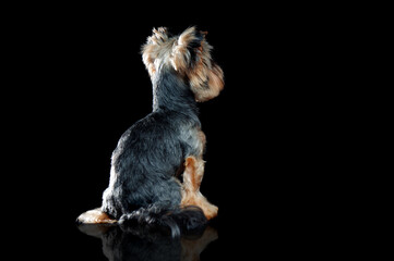 View from back of a sitting dog isolated on black