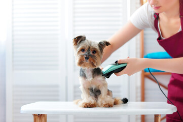 Yorkie puppy getting haircut