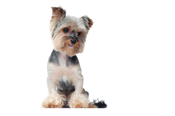 Yorkshire terrier puppy against white background full length picture
