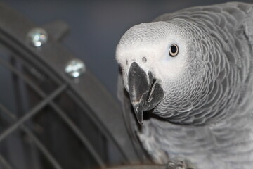 A pet African Grey Parrot playing on top of his cage at his home address. These birds are known for their intelligence, ability to talk and their famous red tails.