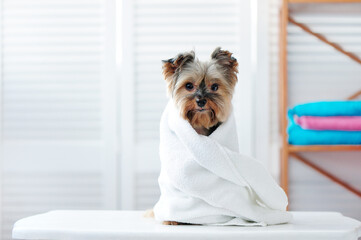 Yorkshire terrier puppy wrapped in a towel