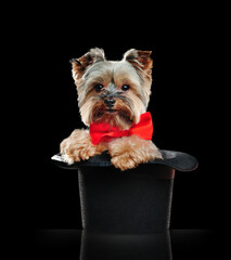 Yorkshire terrier sitting in a magic cylinder in a black studio
