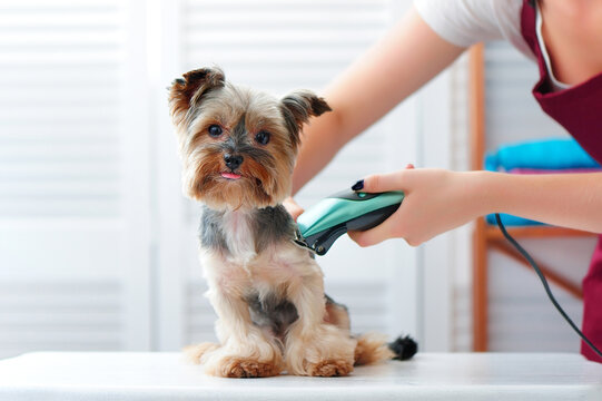 Yorkshire terrier puppy getting haircut with a shaving machine