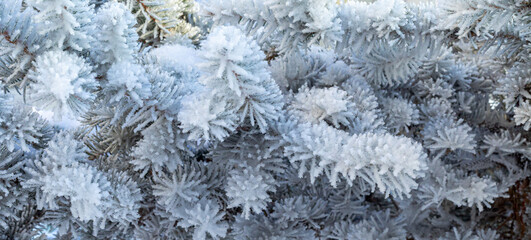 Frosty fir tree with shiny ice frost in snowy forest park. Christmas tree covered hoarfrost and in snow. Tranquil peacful winter nature. Extreme north low temperature, cool winter weather outdoor