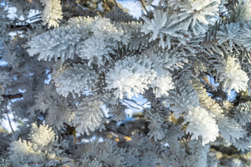Frosty fir tree with shiny ice frost in snowy forest park. Christmas tree covered hoarfrost and in snow. Tranquil peacful winter nature. Extreme north low temperature, cool winter weather outdoor