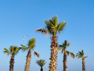 Palm trees and seagull 