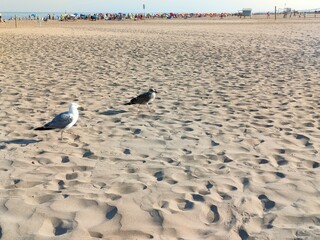 Seagulls on the beach - 539852270