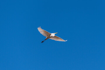 Great egret in flight