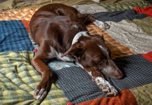Perro sobre cama con manta hecha de patchwork, tejido de franela con colores de oto&ntilde;o invierno, confortable y caliente