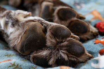 pezuña, pata de perro de cerca, con almohadillas y uña, perro sobre manta, caliente