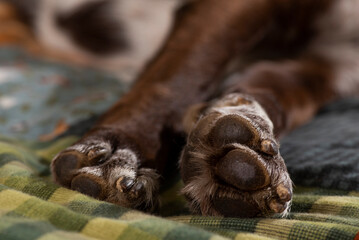 Detalle pezuñas perro sobre cama, edredón otoñal, invierno, detalle pies can, canino