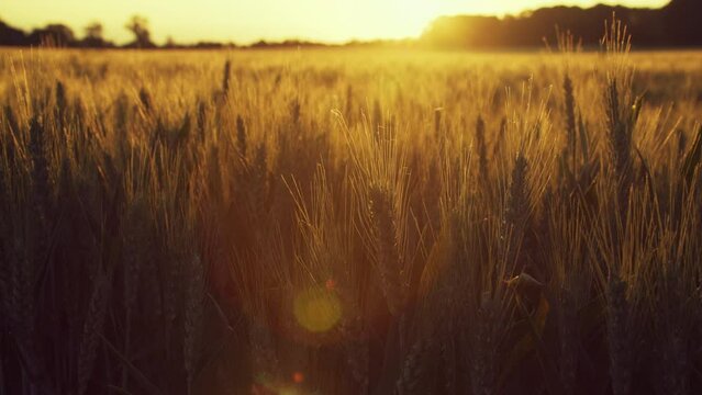 4K clip of wheat or barley field blowing in the wind at sunset or sunrise
