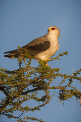 Black-Shouldered Kite, Serengeti, Tanzania