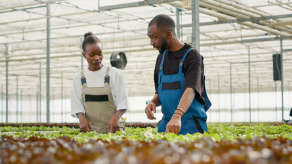 Two african american greenhouse pickers gathering bio lettuce and talking about crop quality in hydroponic enviroment. Man and woman working in agriculture industry harvesting organic vegetables.