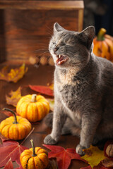 Adult european short hair cat blue tortie sitting on a wooden table in a cozy autumn setting with red, yellow and orange leaves, hokkaido pumpkins, yawning with closed eyes