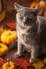 Adult european short hair cat blue tortie sitting on a wooden table in a cozy autumn setting with red, yellow and orange leaves, hokkaido pumpkins, unsatisfied expression