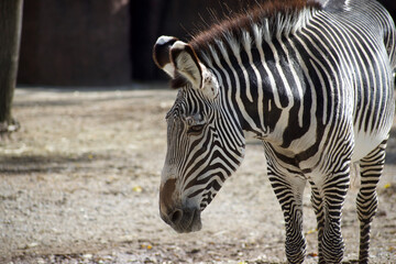 Close up view of a head of a zebra