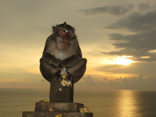 A monkey sitting on a pillar at sunset by the ocean with apples in its paws