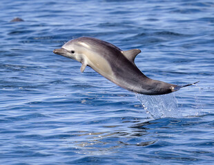 Common Dolphin