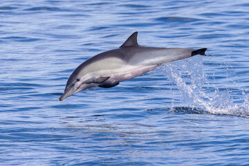 Common Dolphin