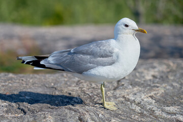 A seagull near on a granite stone in the sun.