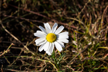 white daisy in the grass