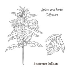 vector graphic illustration with spice sesamum plant