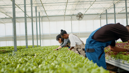 Greenhouse pickers gathering lettuce standing in a row in hydroponic enviroment inspecting leaves doing quality control. Diverse people growing vegetables working in hothouse removing damaged plants.