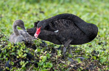 Fototapeta premium black swan with cygnets on a nest in northern New South Wales, Australia.