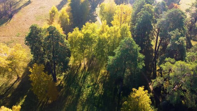 Flying over autumn trees in meadow in park on sunny bright day. Top view. Aerial drone view. Bright sunlight, shining sunbeams rays and sun overexposure. Long shadows. Beautiful natural background.