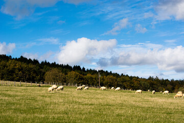 Fototapeta na wymiar flock of sheep in the field