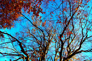 Long curved branches of beech trees with few red leaves and the blue sky in the background in Canfaito forest on a sunny autumn day