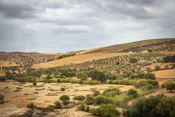 Fototapeta na wymiar olive grove, rif mountains morocco, north africa