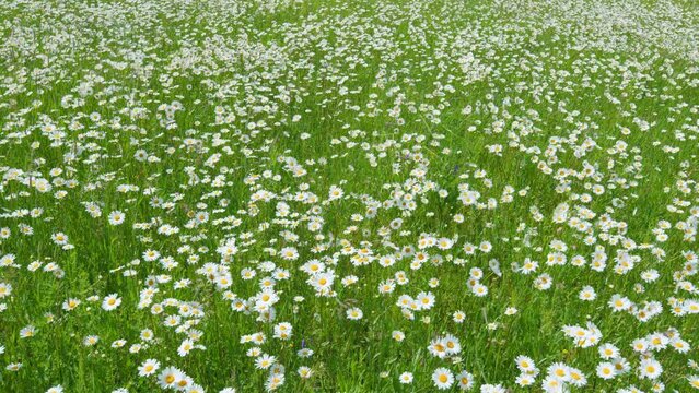 Garden white daisies sway in the wind among green grass. Beautiful daises. Slow motion.