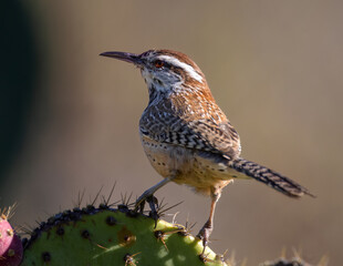 Cactus Wren