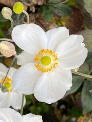 white and yellow flower