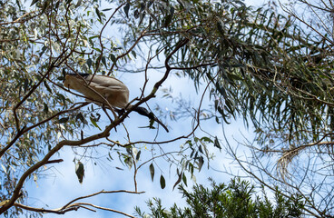 Australian White Ibis (Threskiornis molucca)