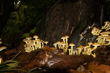Poisonous mushroom in beech forest in Turkey.
