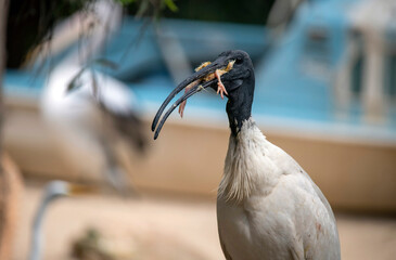 Australian White Ibis (Threskiornis molucca)