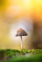 Macro of a single tiny mushroom growing in moss. Beautiful bokeh from light in the background. Shallow depth of field, warm tones