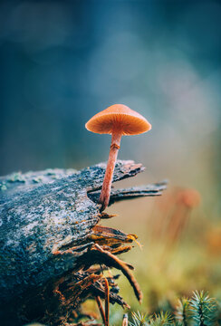 Macro of a single mushroom growing on a fallen tree. Beautiful bokeh in the background. Shallow depth of field, teal blue background