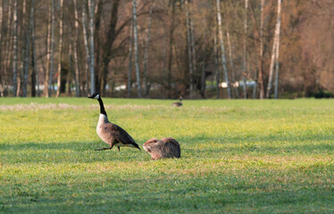 Kleines Nutria und Kanadagans