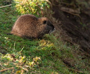 Kleines Nutria im Sonnenlicht