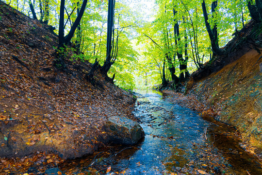 Creek In The Forest Yalova