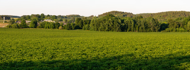 Fototapeta premium Panoramic view of a green agricultural field and clear sky without clouds. Beautiful meadow and green forest on the horizon.